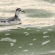 Phalarope à bec large